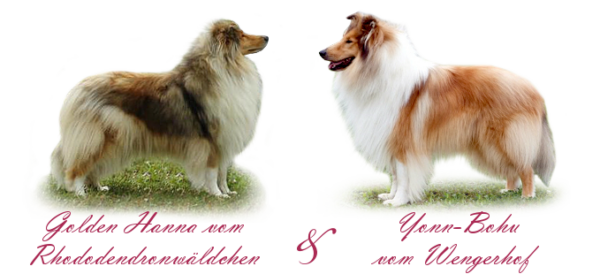 Vrh J kólie dlouhosrstá