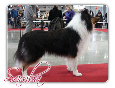 Samba Black Joker vom Wengerhof